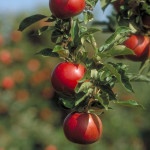 sect agriculture